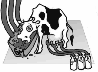 Genetically Modified Feeds and Cows Milk